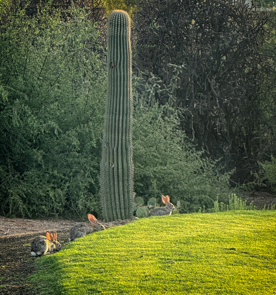 The Three Amigos by 365projectorgbilllaing