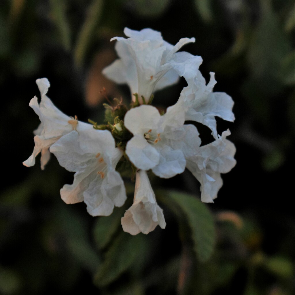 Jul 17 White flowers by sandlily