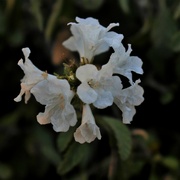 17th Jul 2023 - Jul 17 White flowers