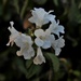 Jul 17 White flowers by sandlily