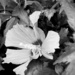 Rose of Sharon by tinker_maniac