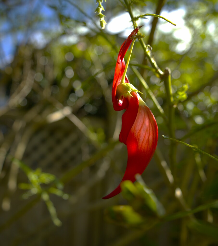 Kaka beak by sandradavies