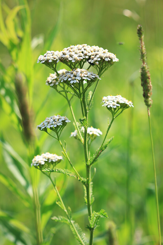 Yarrow for Tea by juliedduncan