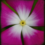 17th Jul 2023 - Vinca