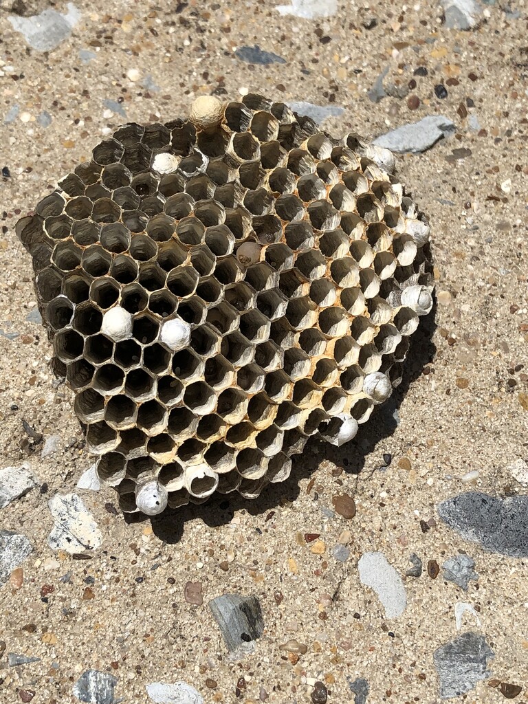 Chunk of Wasp Nest by metzpah