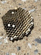 18th Jul 2023 - Chunk of Wasp Nest