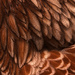 Chicken Feathers by joysfocus