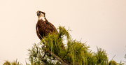18th Jul 2023 - The Osprey in it's Favorite Tree!