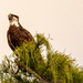 The Osprey in it's Favorite Tree! by rickster549