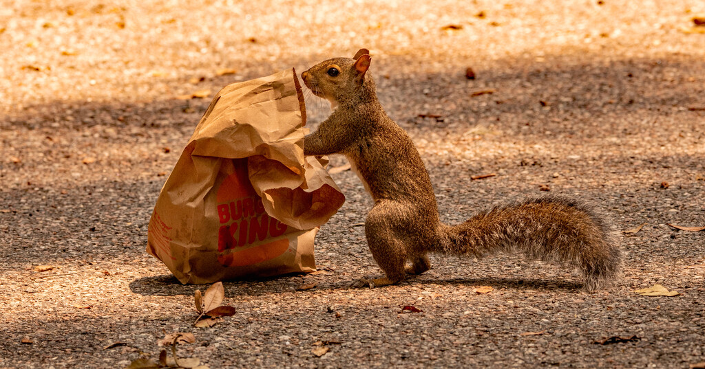 The Squirrel Thought It Found Lunch! by rickster549