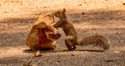 18th Jul 2023 - The Squirrel Thought It Found Lunch!