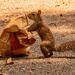 The Squirrel Thought It Found Lunch! by rickster549