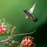 18th Jul 2023 - Anna's Hummingbird