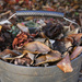 Bucket of leaves by jeneurell