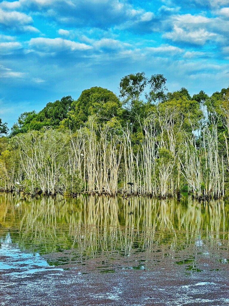 Sandy Camp by corymbia