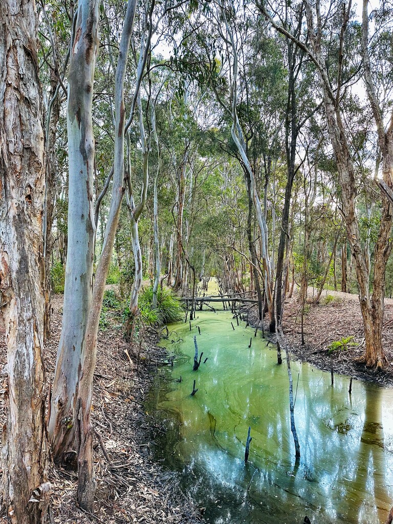 Sandy Camp by corymbia