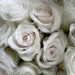 Gift of "Ashes of Roses" Roses by 30pics4jackiesdiamond