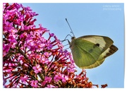 19th Jul 2023 - Large White Butterfly