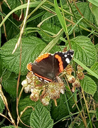 19th Jul 2023 - Red Admiral 