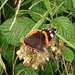 Red Admiral  by 365projectorgjoworboys