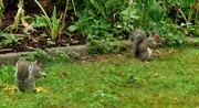 19th Jul 2023 - Squirrels