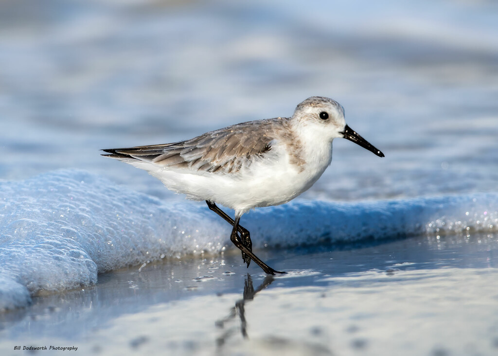 Sanderling by the seashore by photographycrazy