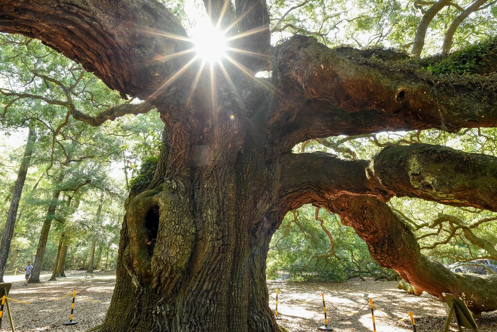 Angel Oak Tree Closeup by cindymc