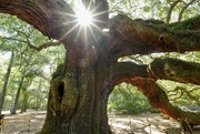 19th Jul 2023 - Angel Oak Tree Closeup