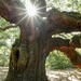 Angel Oak Tree Closeup by cindymc