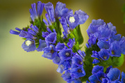 19th Jul 2023 - Dainty Blue Flowers