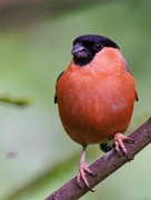 19th Jul 2023 - Bullfinch Male 