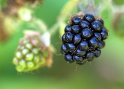19th Jul 2023 - early blackberry