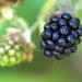 early blackberry by ollyfran