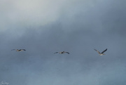 19th Jul 2023 - Brown Pelicans Flying