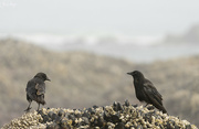 19th Jul 2023 - Ravens On the Barnacles