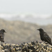Ravens On the Barnacles by jgpittenger