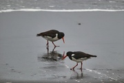 19th Jul 2023 - Oystercatchers