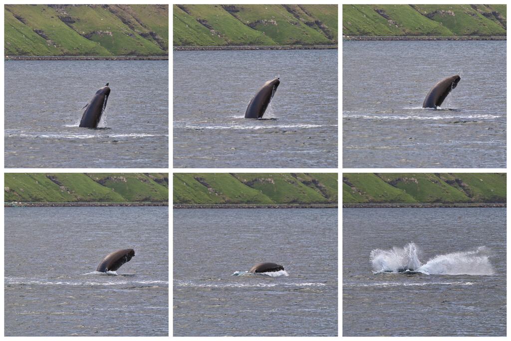 Northern bottlenose whale by okvalle