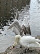 19th Jul 2023 - Swanning around