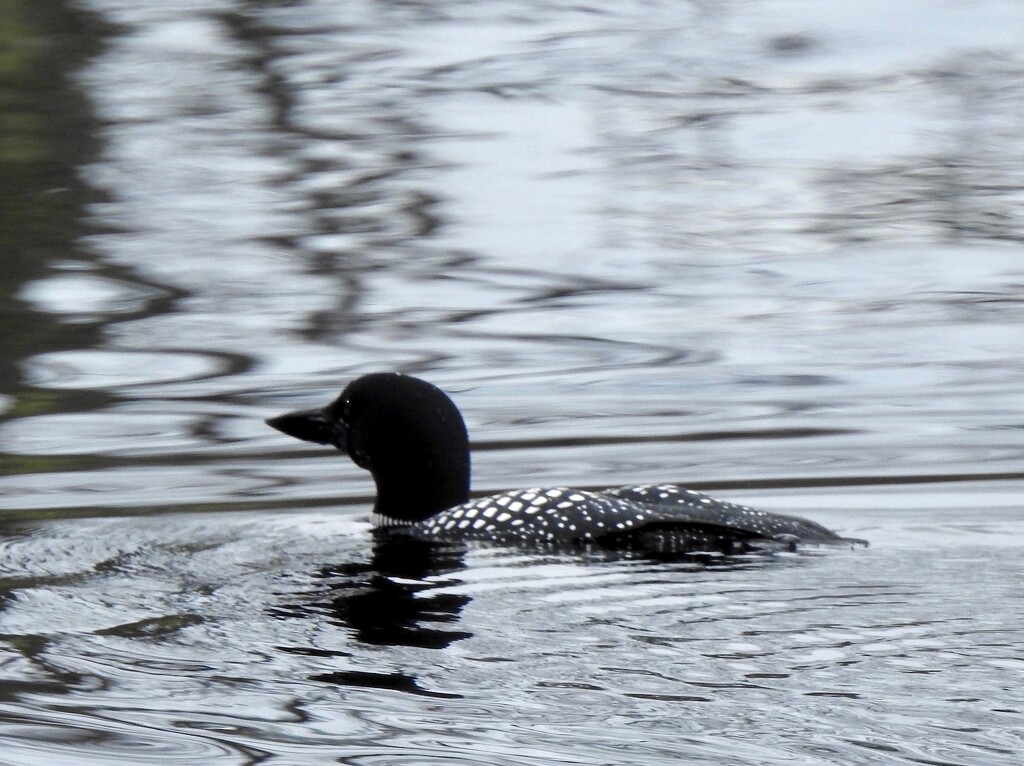 Common Loon by sunnygreenwood