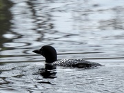 24th Apr 2019 - Common Loon