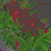 Red Brazilian Jasmine artistic by larrysphotos