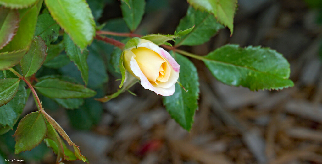 Rosebud by larrysphotos