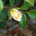 Rosebud by larrysphotos