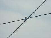 19th Jul 2023 - Bird in Center of Crossing Wires