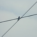 Bird in Center of Crossing Wires by sfeldphotos