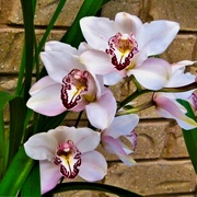 20th Jul 2023 - Another Beautiful Orchid ~ 