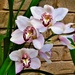 Another Beautiful Orchid ~  by happysnaps