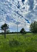 19th Jul 2023 - Out at the blueberry plains