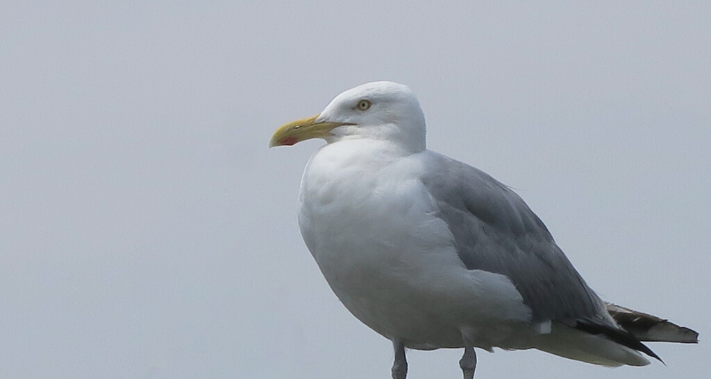 The Gull by april16